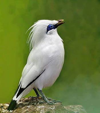 Download Suara Burung Jalak Bali Gacor Untuk Masteran Mp3 Burung