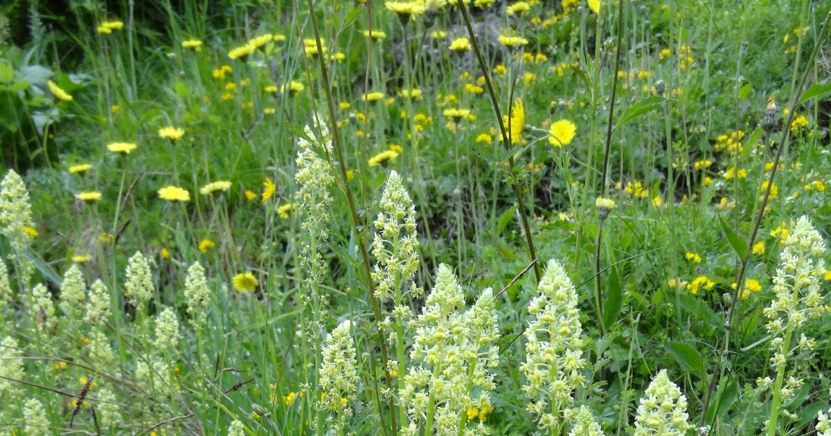 Variety of Life Brassicales