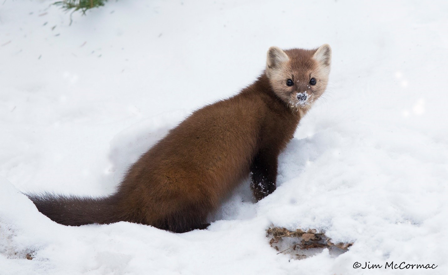 Ohio Birds and Biodiversity: Nature: Marten among mammals that have