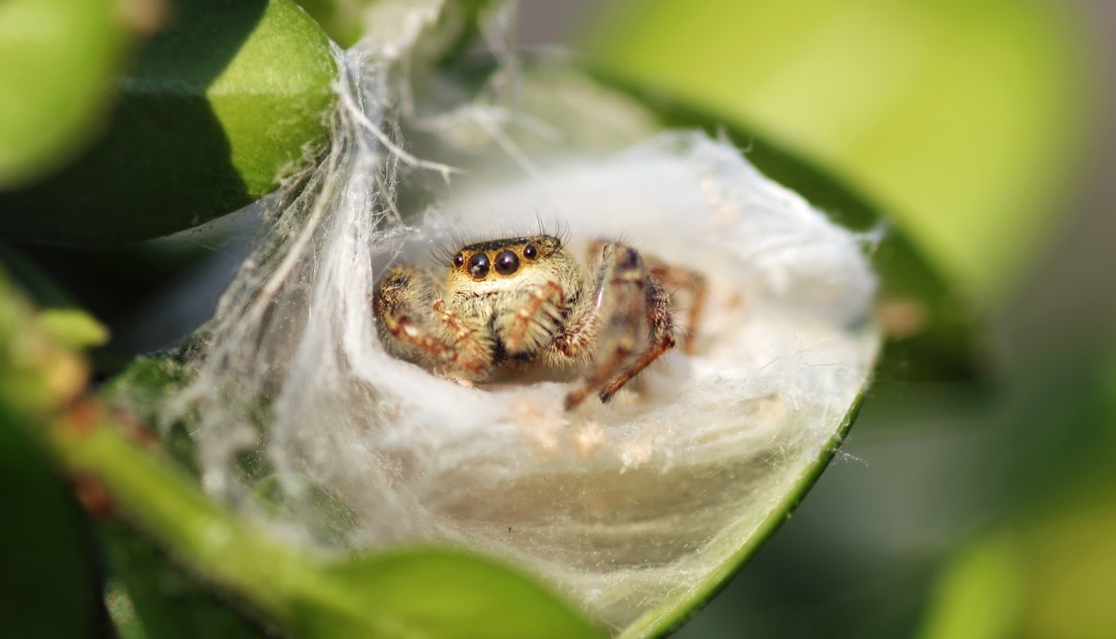 MObugs Brilliant Jumping Spider