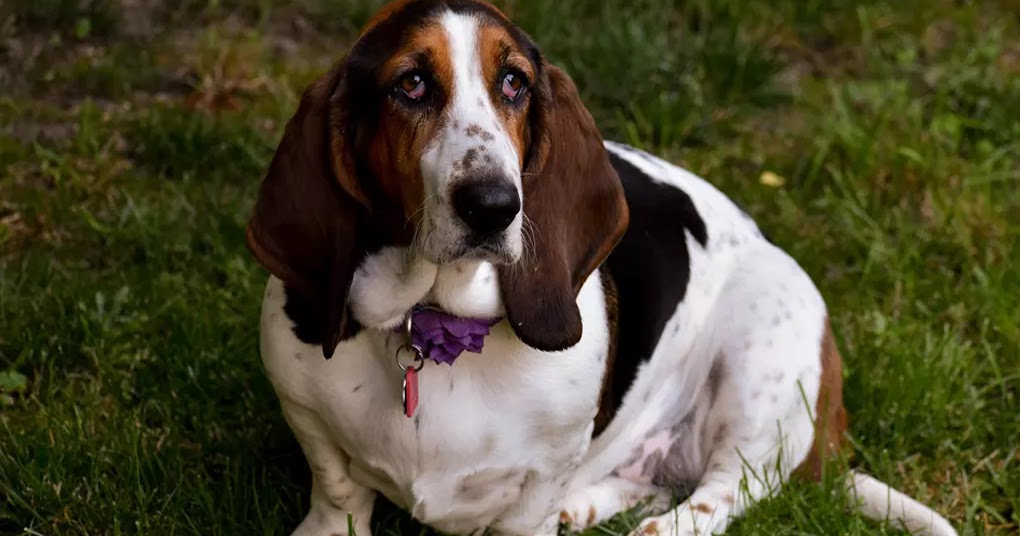 10 Amazing Dog Breeds From France The Buzz Land