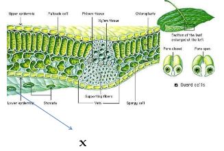 Contoh Soal Hots Biologi Sma Guru Biologi