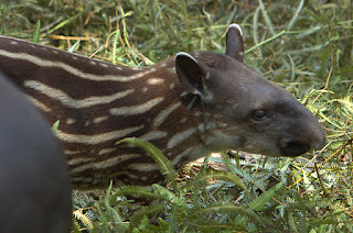 Yavru ova tapiri