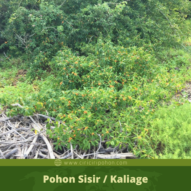 Ciri Ciri Pohon Sisir / Kaliage (Maclura cochinchinensis) Di Alam Liar