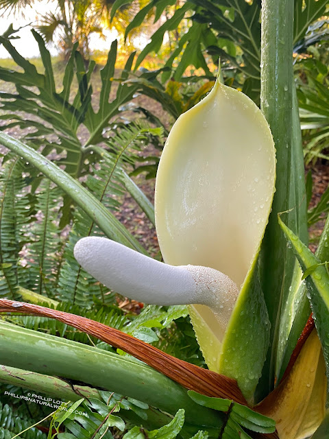 Phallic%2BFlowers%2BPhilodendron%2Bbipinnatifidum%2BSplitleaf%2BPhilodendron%2BHorsehead%2BPhilodendron%2BFlorida%2BMay%2B2020%2BCopyright%2BPhillip%2BLott%2BPhillip%2527s%2BNatural%2BWorld%2Ba.jpg