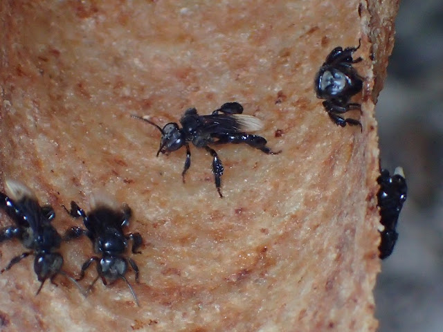 Meliponini Meliponini