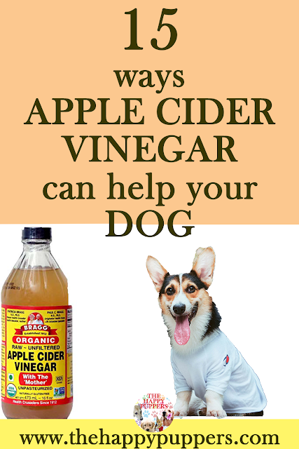 15 ways apple cider vinegar can help you dog This one supplement if given regularly has the potential to save you many trips to your vet.