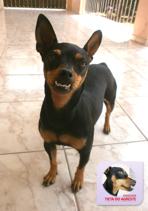 Casa para pinscher Clearance