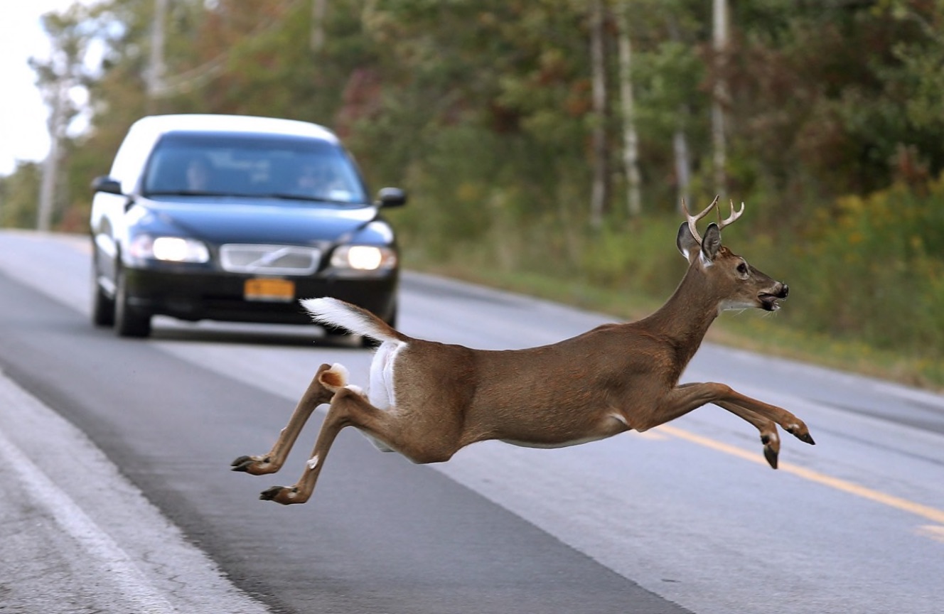 PA Environment Digest Blog Game Commission Deer Are On The Move