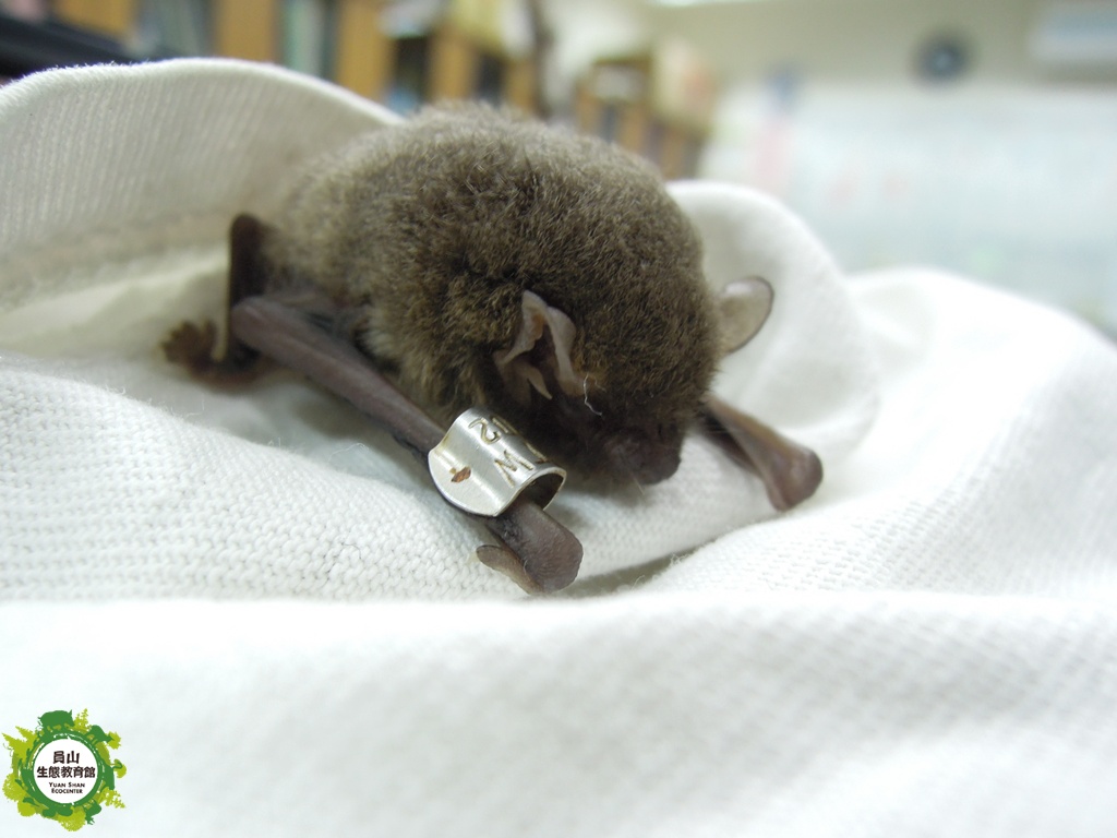 全球首見！台南蝙蝠染新型麗沙病毒 咬人恐致死 - 生活 - 中時