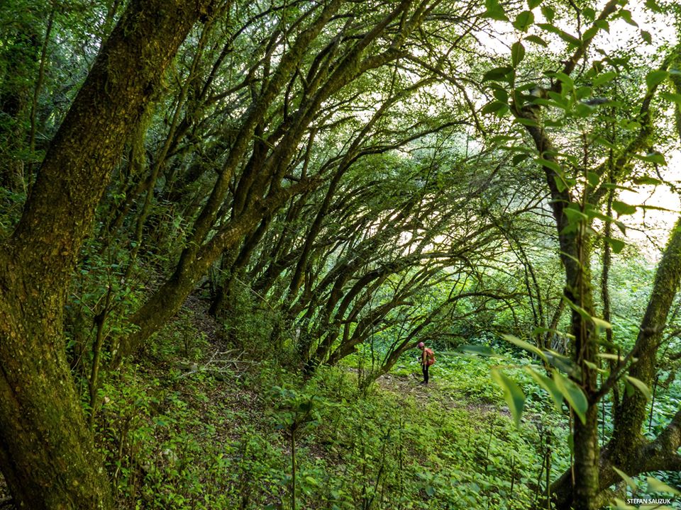 Geografía de Catamarca: Bosque de arrayanes, departamento Capayán