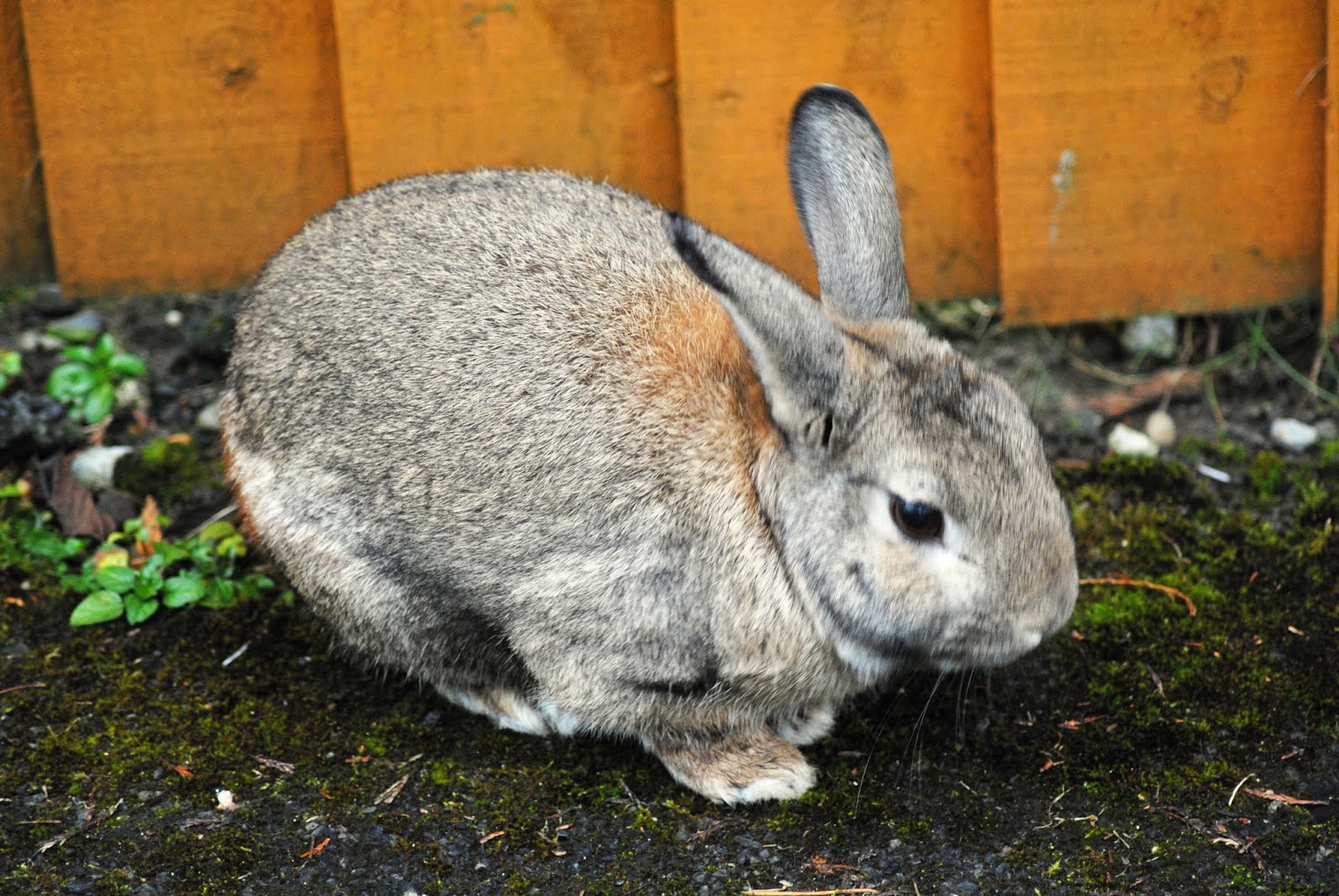 Professor P.Brain's blog Bunny Boilers