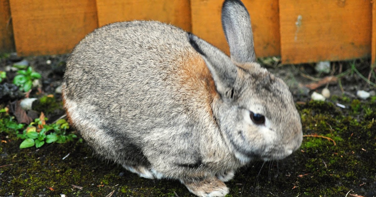 Professor P.Brain's blog Bunny Boilers