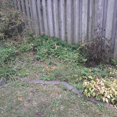 Toronto Backyard Garden Cleanup in Sherwood Park Before by Paul Jung Gardening Services