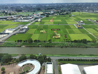 こしがや田んぼアート2015食戟のソーマ（8/16の様子）