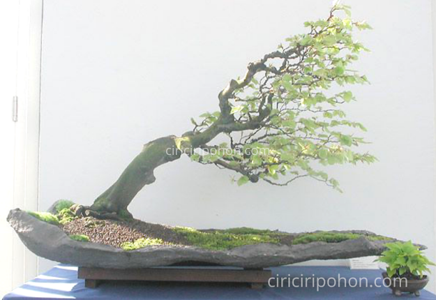 Ciri Ciri Pohon Bonsai