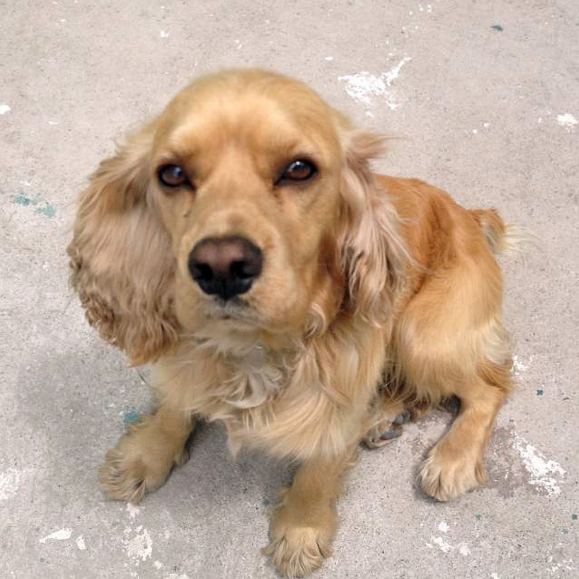 Mascotas Perdidas Ecuador Perro cocker encontrado en Quito