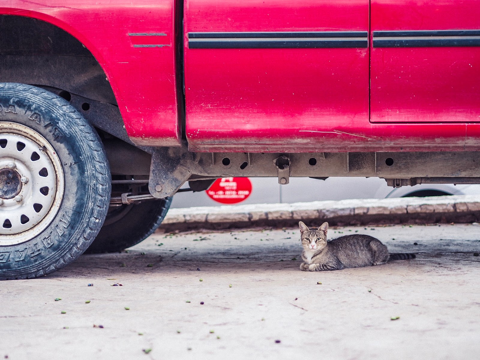 Cat under truck