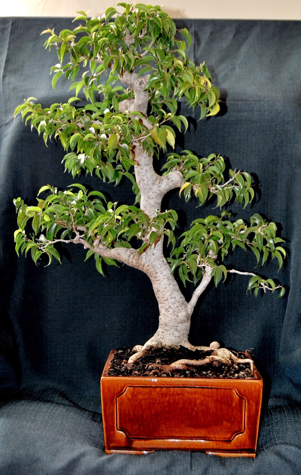 LENNARD'S BONSAI BEGINNINGS.: Ficus benjamina var. "Wiandi
