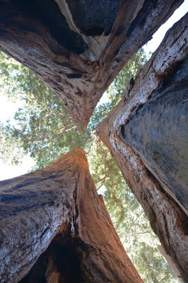 Sequoia National Park- caminando por el Bosque Gigante - Viaje con tienda de campaña por el Oeste Americano (14)