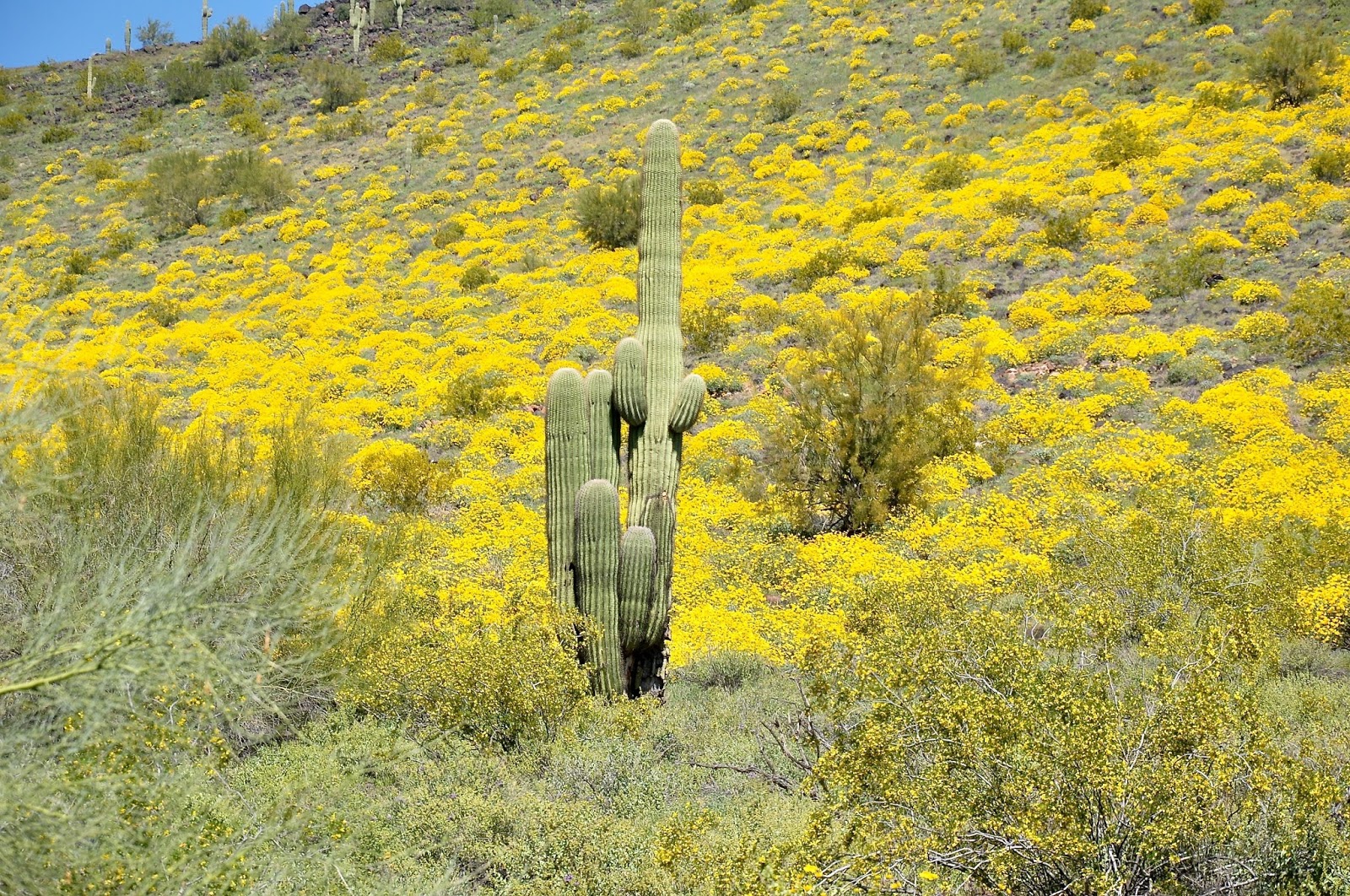 Finding Arizona 5 Thunderbird Conservation Park