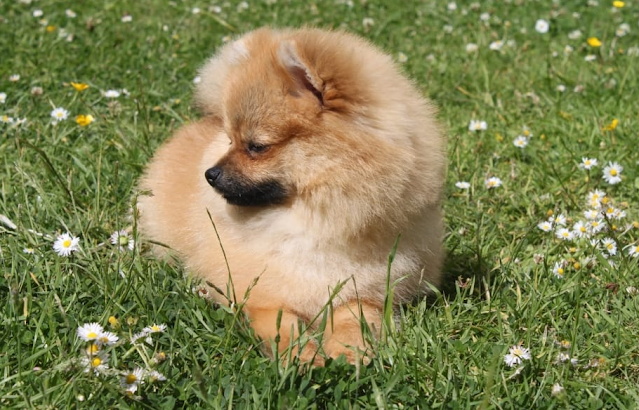 undskyld avis Bevægelig ORIGINAL BREED | Pomeranian Puppy Price Sri Lanka