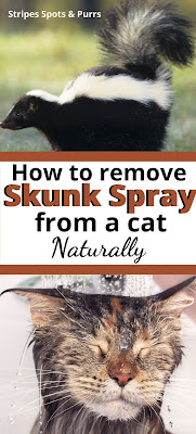 How to de-skunk a cat