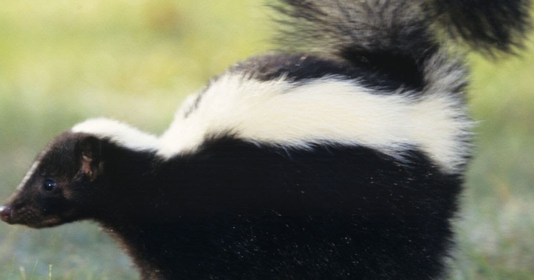 How to de-skunk a cat | Stripes Spots and Purrs