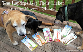 Sophie, Penny & Tut LOVE their #Flavorit non-edible chew bones, and they're giving you a chance to win some of your own! #PetQwerks #LapdogCreations ©LapdogCreations