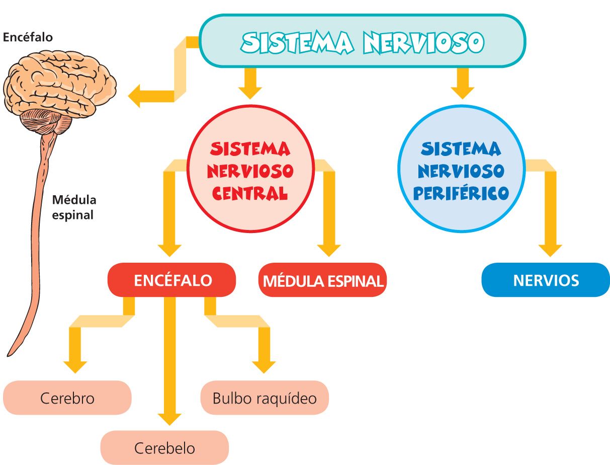 Cual Es La Unidad Funcional Del Sistema Nervioso psicosociosanitario.blogspot.com