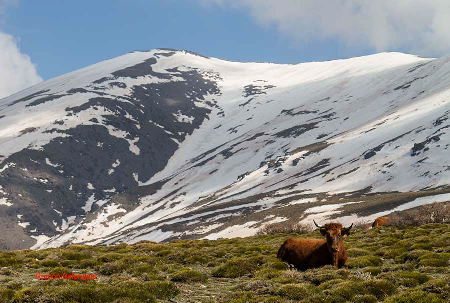 BICHOS Y MAS VLC TRAVESÍA LANTEIRABÉRCHULESLANTEIRA (VUELTA)