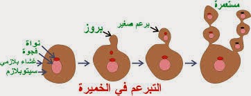 ان طريقة التكاثر في الفطريات الدقيقه مثل عفن الخبز والخميره