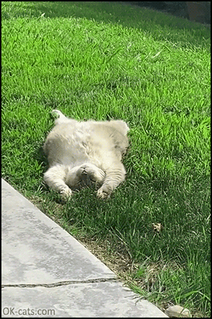 Funny Cat GIF • Lazy cat relaxing on the green and sunbathing. Happy summer [ok-cats.com]