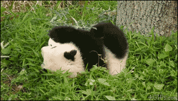 Sharing Funny Animal Gifs Part 175 10 Gifs Love I Love Funny