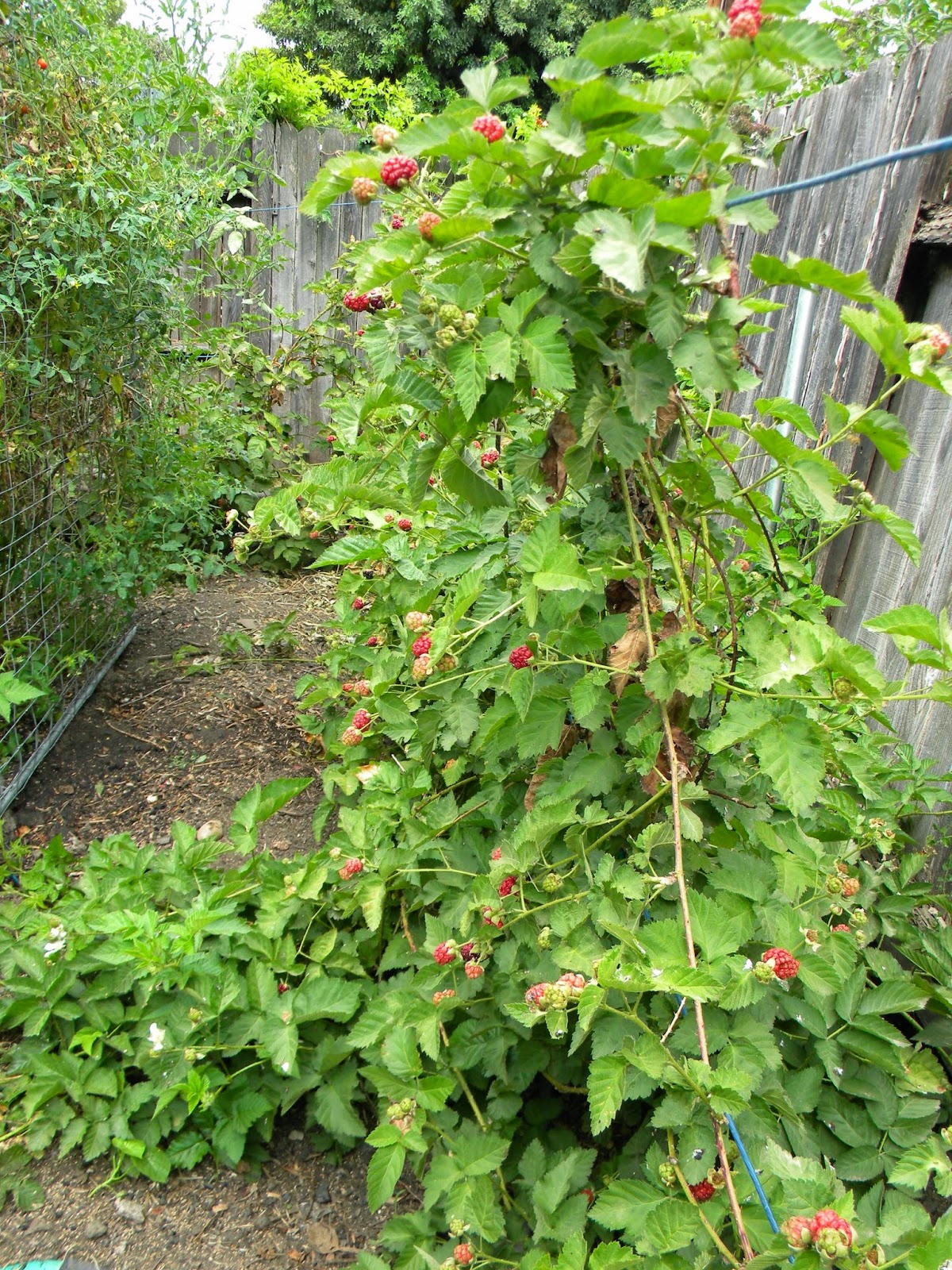 Moonrises and Morning Tea It's boysenberry picking time in the garden