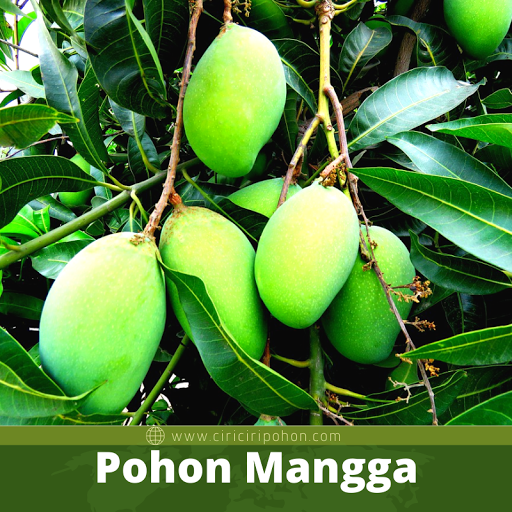 Pohon Mangga