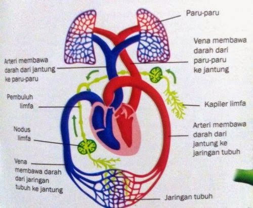 Gambar 3: Mengenal Kerja Sistem Limfatik