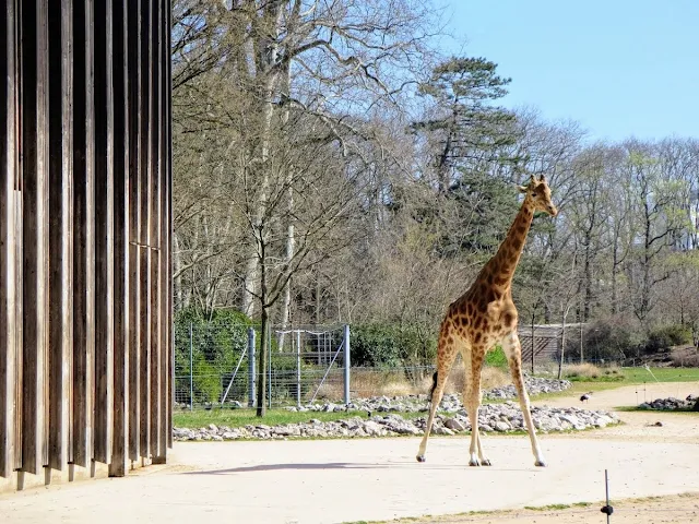 Things to do in Lyon France in 3 days: Giraffe at Lyon Zoo in Le Parc de la Tête d'Or