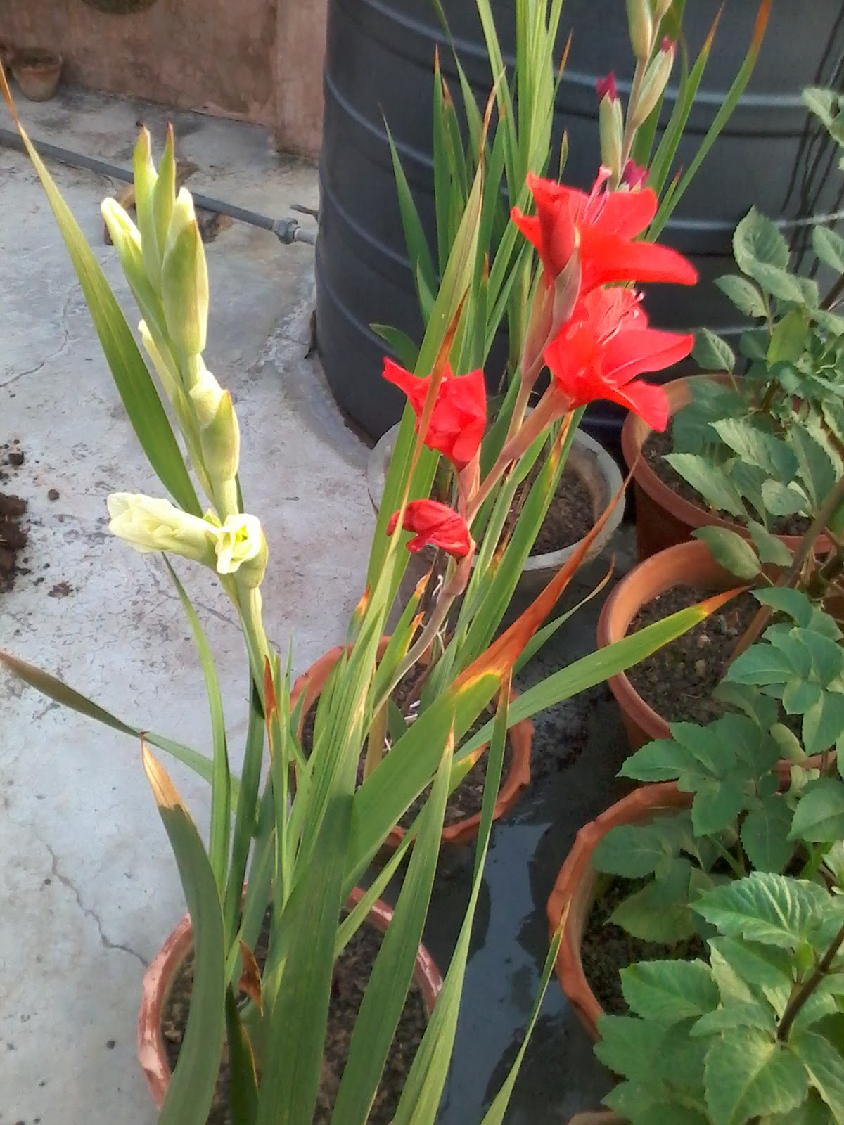 Gardening blog from Chandigarh Gladiolus full of buds.........