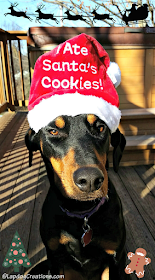 doberman mix rescue dog in santa hat