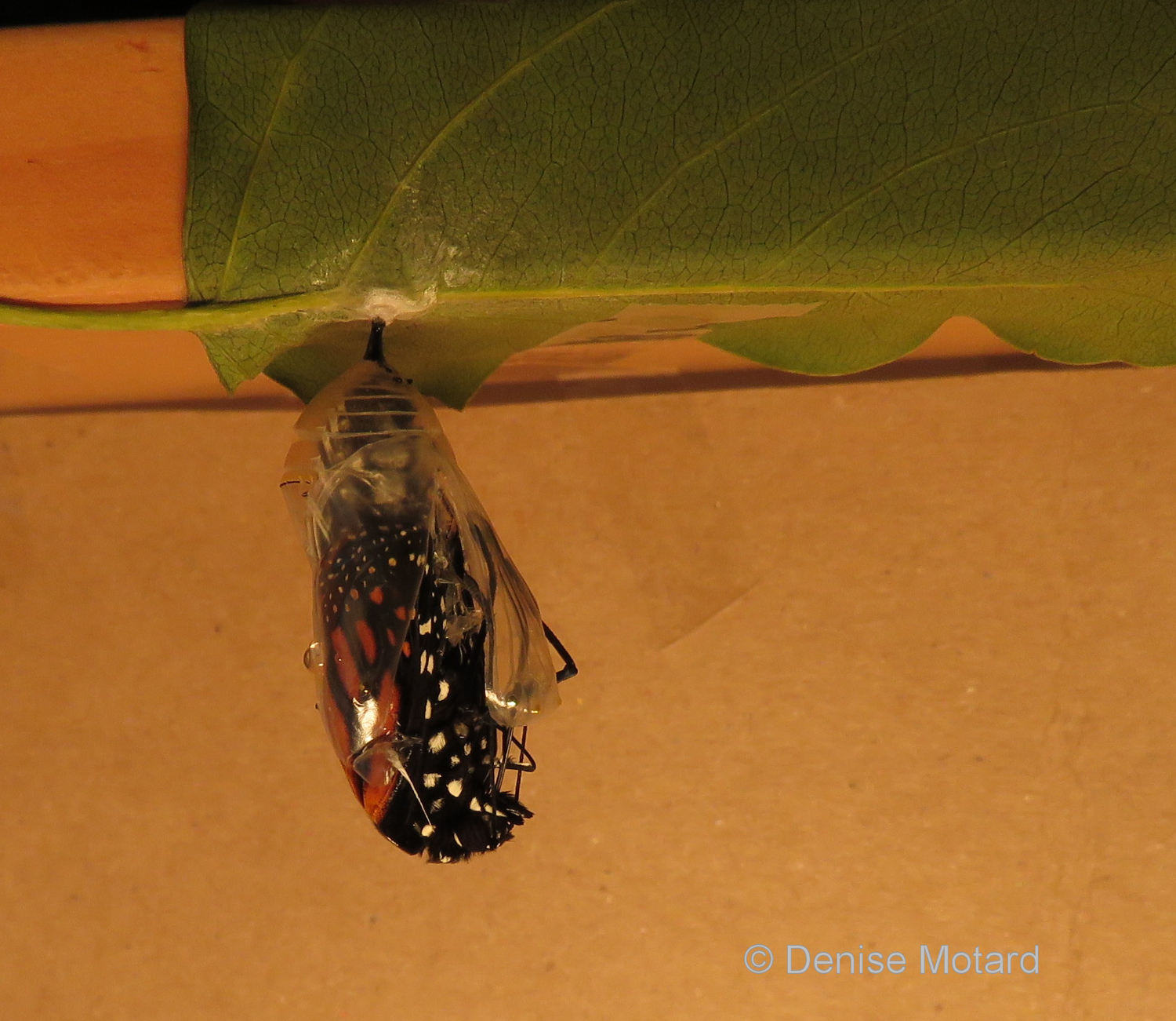 PHOTOS OF MONARCH BUTTERFLIES EMERGING