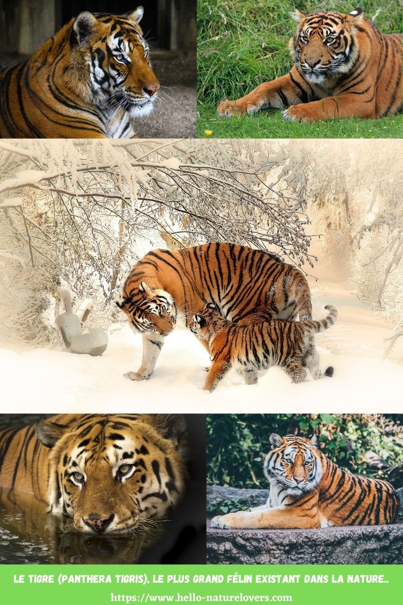 Le tigre Panthera tigris le plus grand félin existant dans la nature