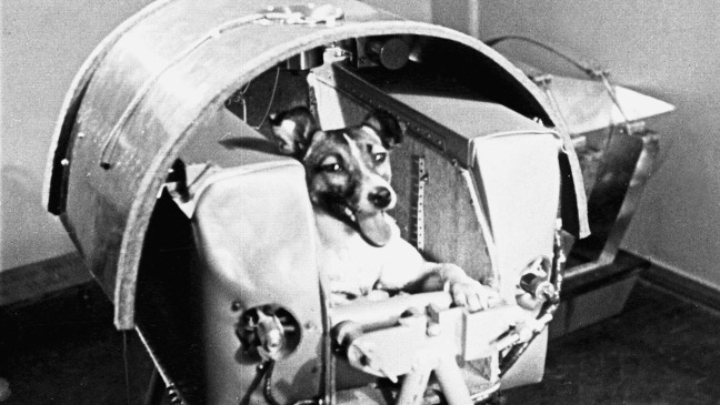 laika the dog laika the dog