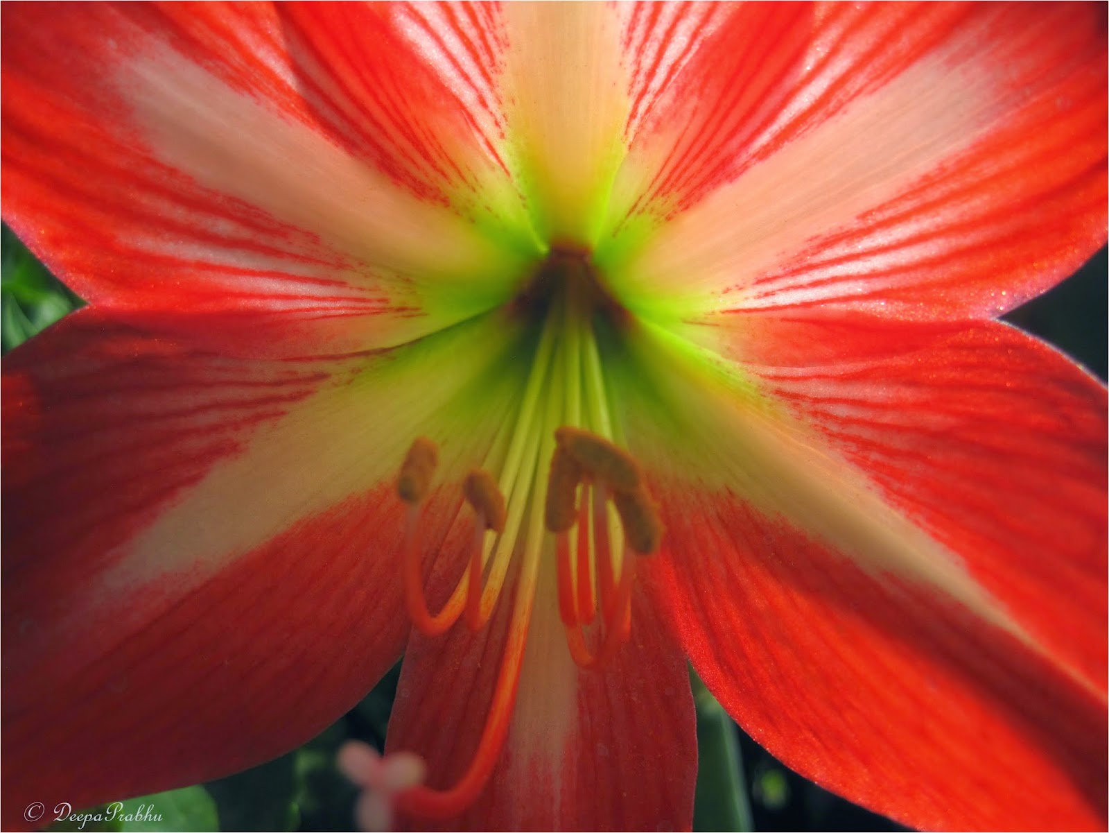 Flower Macros - Random Photography