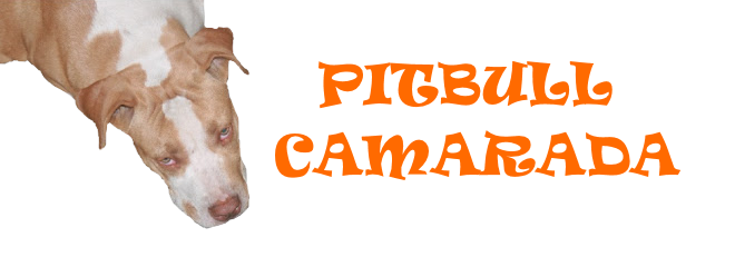 Pit Bull Camarada