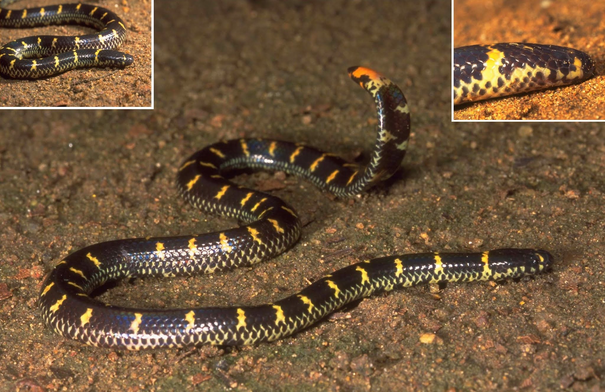 Lined Pipe Snake (Cylindrophis lineatus), Sarawak, Malaysia (Borneo)