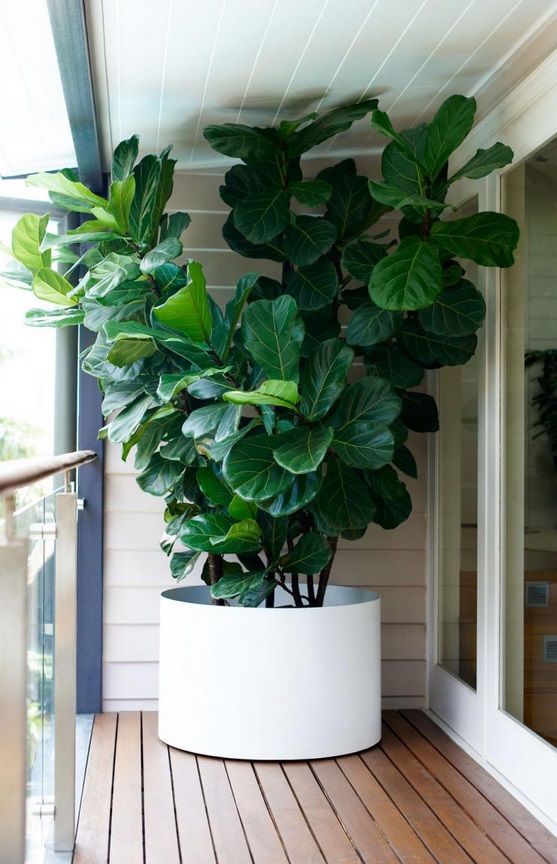 Fiddle Leaf Fig Tree