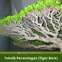 Teknik Perantingan (Tiger Bark)