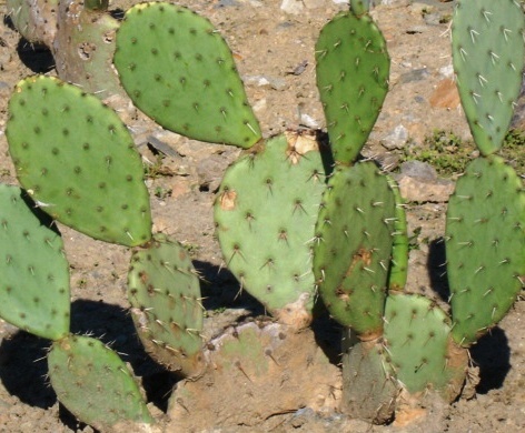 Learning Ideas - Grades K-8: Desert Plant Adaptations