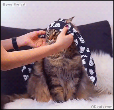 Funny Cat GIF • Cool Cat with bandana on head and sunglasses. ”Girls I am fabulous and I know it!” [ok-cats.com]